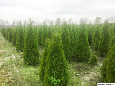 Туя Кинг Смарагд - King of Smaragd