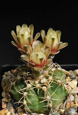 Gymnocalycium gaponii ssp.macrocarpum VG-317 - 5 семян