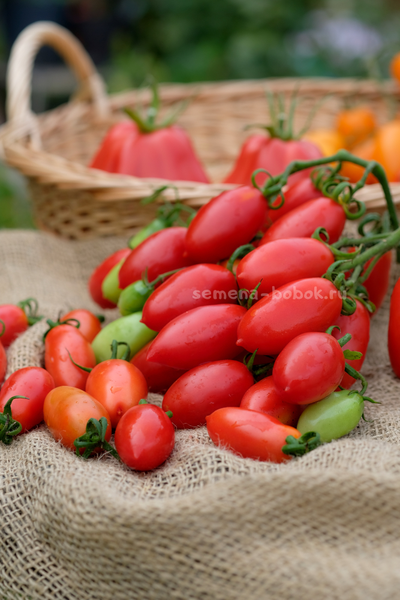 Томат Килечки, 10 шт