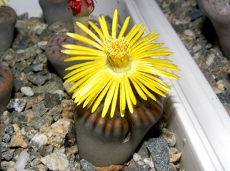 Lithops schwantesii v.rugosa C192 - 10 семян