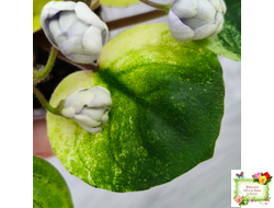 ЛЕ-Хрустальный Водопад Голд (Е. Лебецкая /С. Новгородова) 2018 трейлер