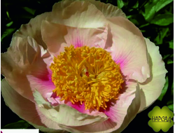 ПИОН "АФИНЫ" (низкорослый, не разваливается, зимовавший саженец)