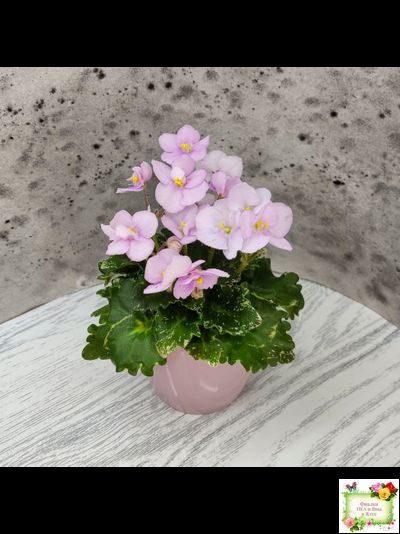 Morgan&#039;s Ivy League (C.Eros) (пестролистный гёрл)