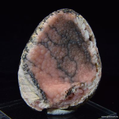 Родохрозит  в полости ракушки. 58*47*23мм