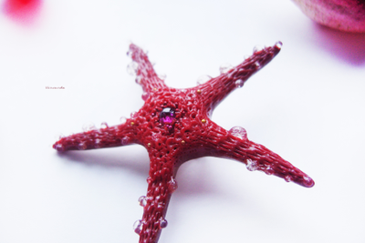 Морская брошь "Звезда ундины"