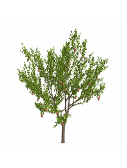 плодовые Евгения одноцветковая Eugenia uniflora Roma