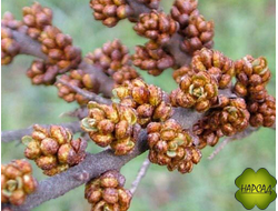 Облепиха мужская "Алей" для опыления