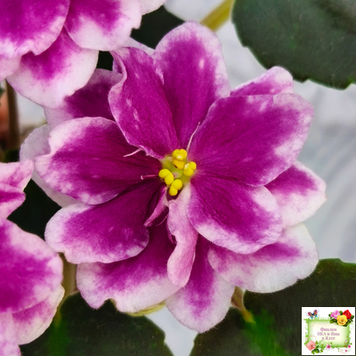 АВ-Последняя Любовь Самурая (Фиалковод) 2021 г. (лист посажен 19.01.26)