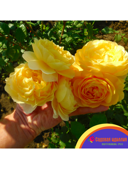 Зе Поэтс Вайф (The Poet's Wife)