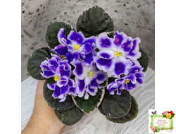 ВаТ-Монарх (Т. Валькова) 2016 г.