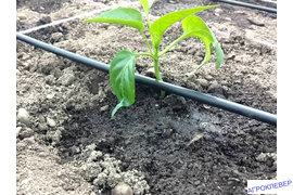 Капельная лента