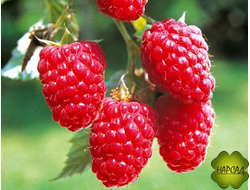 Малина Таруса (малиновое дерево) СРЕДНЕПОЗДНЯЯ (саженец 2 года)