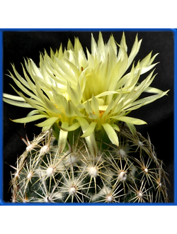 Coryphantha delicata GM 1667