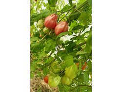 Томат Ребелпик (Rebelpik), Польша