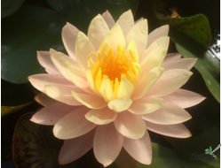 Нимфея Пич энд Крем