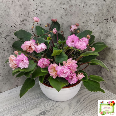 Lituanika (Būtienė) трейлер