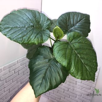 Фикус Умбеллата / Ficus Umbellata