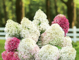 Роял Флауэр гортензия метельчатая (Hydrangea paniculata `Royal Flower`)
