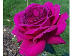 Роза Биг Перпл (Big Purple) ОКС, Россия