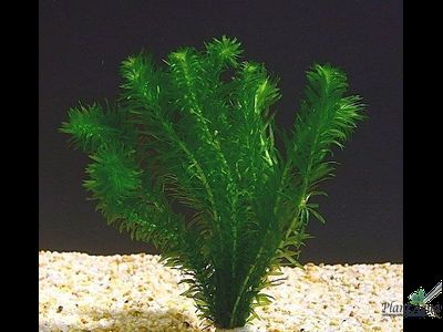 Элодея зубчатая (пучок)