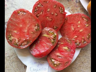 Томат Голубой Казахстан (Blaue Kasachstan)