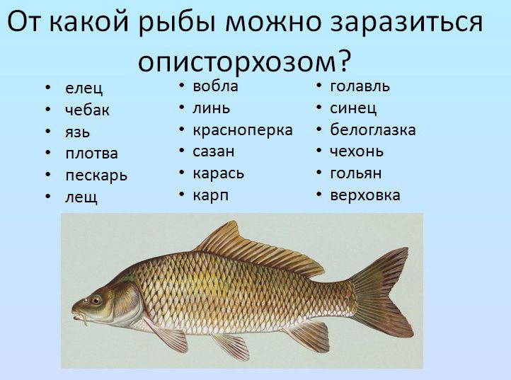 Как выглядит описторхоз в рыбе