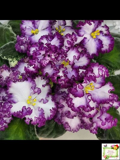 АВ-Навсегда (Фиалковод) 2021 г. (лист посажен 03.11.25)