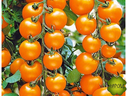 ТОМАТ "ЗВЕЗДНЫЙ ДОЖДЬ"F1  (1,8 м, 11 г, долго плодоносит)