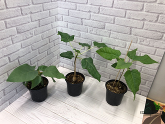 Ficus Palmeri (черенок укоренённый  ) / фикус Палмери