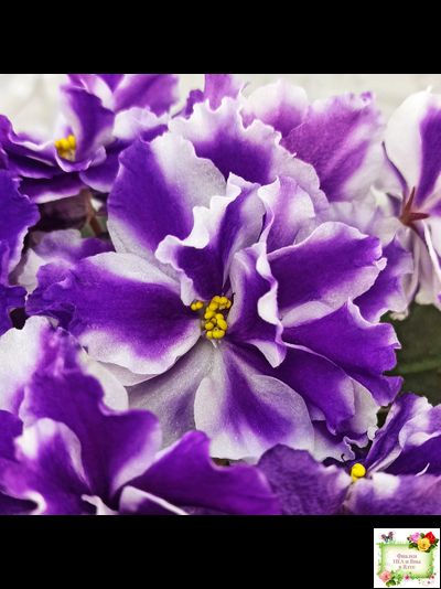 ВаТ-Морской Стиль (Т. Валькова) 2019 г.