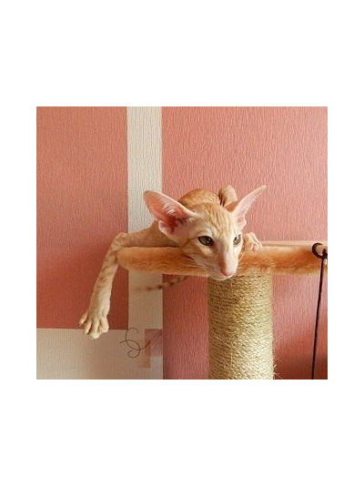 №145 Домик для кошки Мега  +