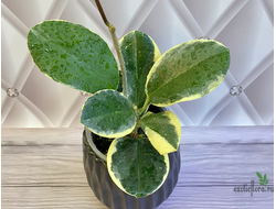 14/02/2025 hoya australis albomarginata ''blondi''