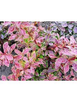 Барбарис Тунберга Coronita