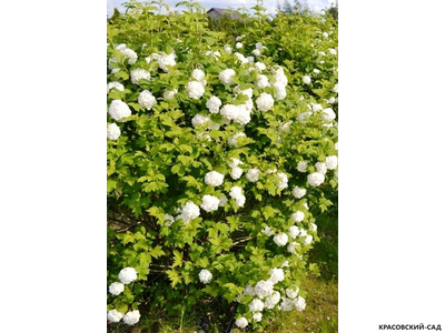 Калина Таежные рубины