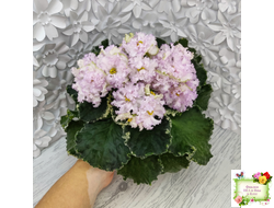 АВ-Богатая Невеста (Фиалковод) 2020 г.