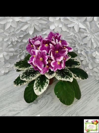 KZ-Источник Вдохновения (И. Заикина) 2023 г.