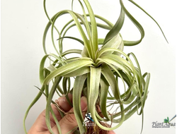 Тилландсия Heidi Gulz