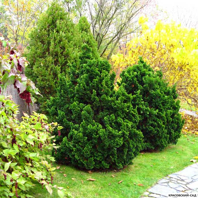 Кипарисовик Нана Грасилис - Nana Gracilis