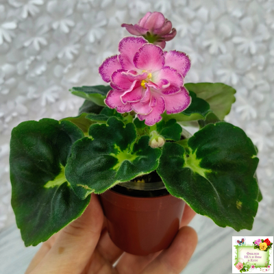 АВ-Фаберже (Фиалковод) 2022 г.