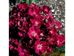 Роза Бертрам (Bertram), ОКС, Россия