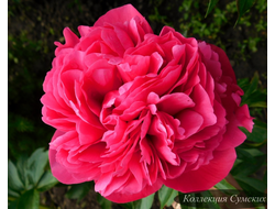 Пион Glowing Raspberry Rose (Глоуинг Распберри Роуз)