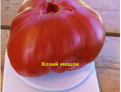 Томат  Козий мешок (Goat Bag, Козья сумка) США