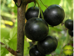 Смородина черная "Экзотика" (очень крупная) (взрослый саженец С15)
