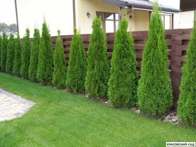 Голден Смарагд купить - Красовский-Сад.рф