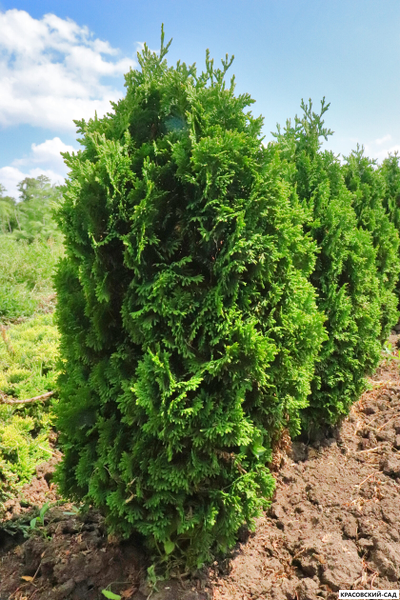 Туя Бробекс Тауэр - Brobeck's Tower