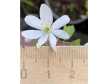 Anemonella thalictroides «Single White»