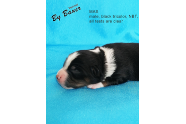 Мальчик с ЗЕЛЕНЫМ ошейничком, окрас черный триколор, НБТ, возраст 3 дня