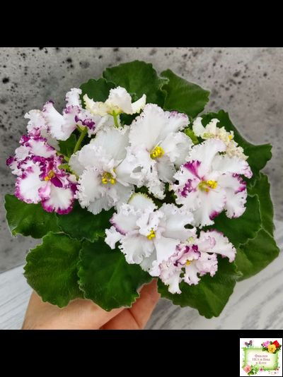 АВ-Любимая Игрушка (Фиалковод) 2015 г.