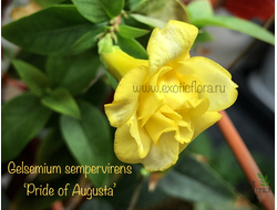 Гельземиум махровый / Gelsemium sempervirens ‘Pride of Augusta’