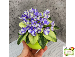 Н-Аватар химера (пасынок из цветоноса укоренённый)